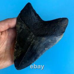 Megalodon Fossil Shark Tooth? 5.65? BEAUTY! No Restoration Teeth t74