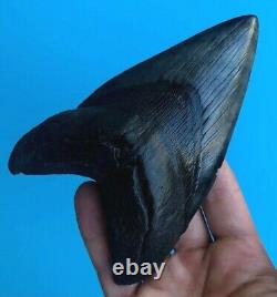 Megalodon Fossil Shark Tooth? 5.6? All Natural! No Restoration Teeth t72