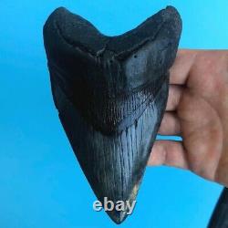 Megalodon Fossil Shark Tooth? 5.6? All Natural! No Restoration Teeth t72