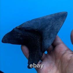 Megalodon Fossil Shark Tooth? 5.6? All Natural! No Restoration Teeth t72