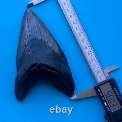 Megalodon Fossil Shark Tooth? 5.6? All Natural! No Restoration Teeth t72