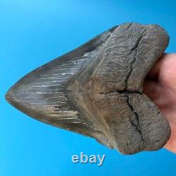 Megalodon Fossil Shark Tooth? 5.77? SERRATED GIANT No Restoration Teeth t47