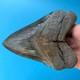 Megalodon Fossil Shark Tooth? 5.77? Serrated Giant No Restoration Teeth T47