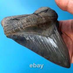 Megalodon Fossil Shark Tooth? 5.77? SERRATED GIANT No Restoration Teeth t47