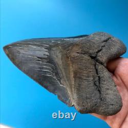 Megalodon Fossil Shark Tooth? 5.77? SERRATED GIANT No Restoration Teeth t47