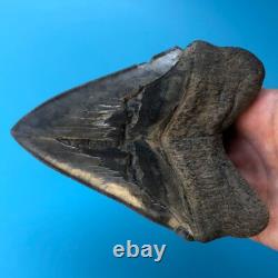 Megalodon Fossil Shark Tooth? 5.77? SERRATED GIANT No Restoration Teeth t47