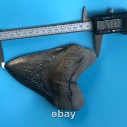 Megalodon Fossil Shark Tooth? 5.77? SERRATED GIANT No Restoration Teeth t47
