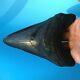 Megalodon Fossil Shark Tooth 5.7 Quality Giant! No Restoration Teeth T54