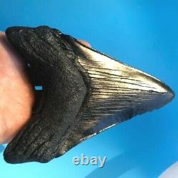 Megalodon Fossil Shark Tooth 5.7 QUALITY GIANT! No Restoration Teeth t54
