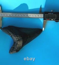 Megalodon Fossil Shark Tooth 5.7 QUALITY GIANT! No Restoration Teeth t54