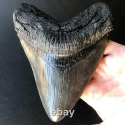 Megalodon Fossil Shark Tooth 5.83 QUALITY GIANT! No Restoration Teeth t32