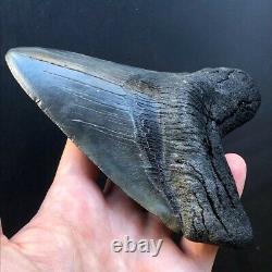 Megalodon Fossil Shark Tooth 5.83 QUALITY GIANT! No Restoration Teeth t32
