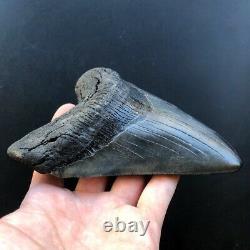 Megalodon Fossil Shark Tooth 5.83 QUALITY GIANT! No Restoration Teeth t32