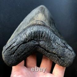 Megalodon Fossil Shark Tooth 5.83 QUALITY GIANT! No Restoration Teeth t32