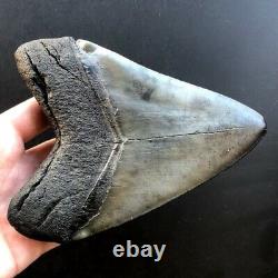 Megalodon Fossil Shark Tooth 5.83 QUALITY GIANT! No Restoration Teeth t32