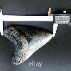 Megalodon Fossil Shark Tooth 5.83 QUALITY GIANT! No Restoration Teeth t32