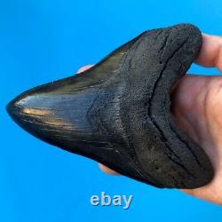 Megalodon Fossil Shark Tooth 5.88 GIANT Serrated! Must See Teeth t3