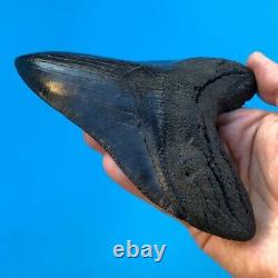 Megalodon Fossil Shark Tooth 5.88 GIANT Serrated! Must See Teeth t3