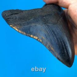 Megalodon Fossil Shark Tooth 5.88 GIANT Serrated! Must See Teeth t3