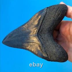 Megalodon Fossil Shark Tooth 5.88 GIANT Serrated! Must See Teeth t3