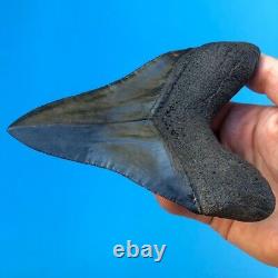 Megalodon Fossil Shark Tooth 5.88 GIANT Serrated! Must See Teeth t3