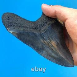 Megalodon Fossil Shark Tooth 5.88 GIANT Serrated! Must See Teeth t3