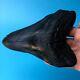 Megalodon Fossil Shark Tooth 5.95 Huge Lower! No Restoration Teeth T45