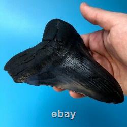 Megalodon Fossil Shark Tooth 5.95 HUGE Lower! No Restoration Teeth t45