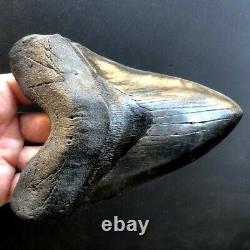 Megalodon Fossil Shark Tooth 5.95 QUALITY GIANT! No Restoration Teeth t36