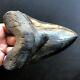 Megalodon Fossil Shark Tooth 5.95 Quality Giant! No Restoration Teeth T36
