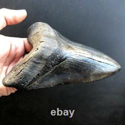 Megalodon Fossil Shark Tooth 5.95 QUALITY GIANT! No Restoration Teeth t36