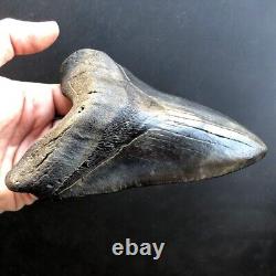 Megalodon Fossil Shark Tooth? 5.95? QUALITY GIANT! No Restoration Teeth t36