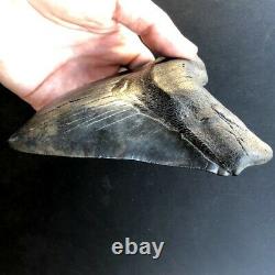 Megalodon Fossil Shark Tooth 5.95 QUALITY GIANT! No Restoration Teeth t36