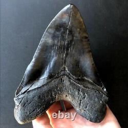 Megalodon Fossil Shark Tooth 5.95 QUALITY GIANT! No Restoration Teeth t36