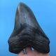 Megalodon Fossil Shark Tooth? 6.03? Quality Giant! No Restoration Teeth T93
