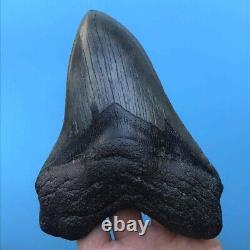 Megalodon Fossil Shark Tooth? 6.03? QUALITY GIANT! No Restoration Teeth t93