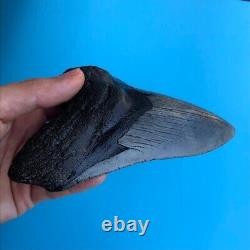 Megalodon Fossil Shark Tooth? 6.03? QUALITY GIANT! No Restoration Teeth t93