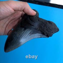 Megalodon Fossil Shark Tooth? 6.03? QUALITY GIANT! No Restoration Teeth t93