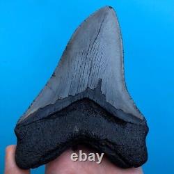 Megalodon Fossil Shark Tooth? 6.03? QUALITY GIANT! No Restoration Teeth t93