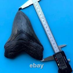 Megalodon Fossil Shark Tooth? 6.03? QUALITY GIANT! No Restoration Teeth t93