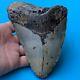 Megalodon Fossil Shark Tooth? 6.06? Giant! Authentic All Natural Teeth T106