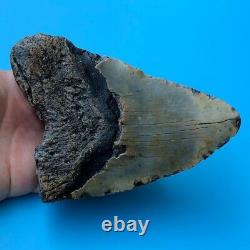 Megalodon Fossil Shark Tooth? 6.06? GIANT! Authentic All Natural Teeth t106