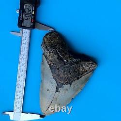 Megalodon Fossil Shark Tooth? 6.06? GIANT! Authentic All Natural Teeth t106