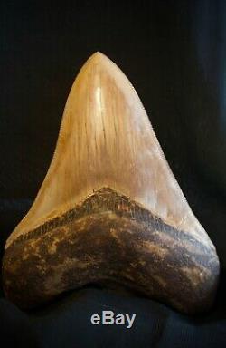 Megalodon Fossil Shark Tooth 6 Upper Anterior Huge Indonesian VGC