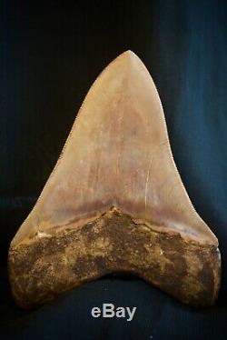 Megalodon Fossil Shark Tooth 6 Upper Anterior Huge Indonesian VGC