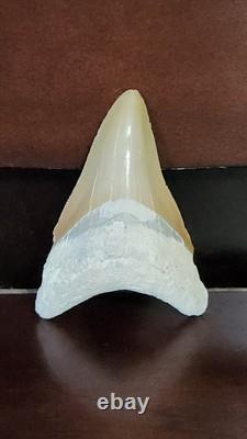 Megalodon Fossil Shark Tooth, Chile Peru 2.84L x 2.01W, sharply serrated