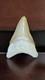 Megalodon Fossil Shark Tooth, Chile Peru 2.84l X 2.01w, Sharply Serrated