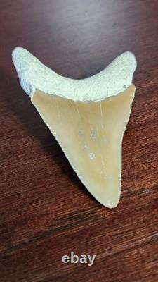 Megalodon Fossil Shark Tooth, Chile Peru 2.84L x 2.01W, sharply serrated