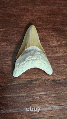 Megalodon Fossil Shark Tooth, Chile Peru 2.84L x 2.01W, sharply serrated