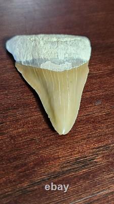 Megalodon Fossil Shark Tooth, Chile Peru 2.84L x 2.01W, sharply serrated